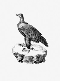 Drawing of black eagle