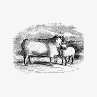Sheep from On the Domesticated Animals of the British Islands: Comprehending the Natural and Economical History of Species and Varieties; the Description of the Properties of External Form; and Observations on the Principles and Practice of Breeding(1845) published by <a href="https://www.rawpixel.com/search/david%20low?sort=curated&amp;page=1">David Low</a>.