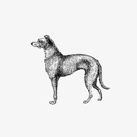 Drawing of Scottish Deerhound