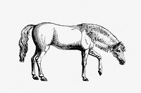 Arabian horse from On the Domesticated Animals of the British Islands: Comprehending the Natural and Economical History of Species and Varieties; the Description of the Properties of External Form; and Observations on the Principles and Practice of Breeding (1845) published by David Low.