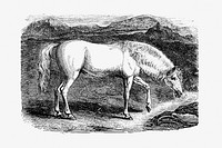 Arabian horse from On the Domesticated Animals of the British Islands: Comprehending the Natural and Economical History of Species and Varieties; the Description of the Properties of External Form; and Observations on the Principles and Practice of Breeding (1845) published by <a href="https://www.rawpixel.com/search/david%20low?sort=curated&amp;page=1">David Low</a>.