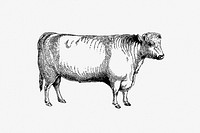 Shorthorn bull from On the Domesticated Animals of the British Islands: Comprehending the Natural and Economical History of Species and Varieties; the Description of the Properties of External Form; and Observations on the Principles and Practice of Breeding (1845) published by <a href="https://www.rawpixel.com/search/david%20low?sort=curated&amp;page=1">David Low</a>.