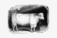 Drawing of shorthorn bull