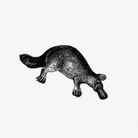 Drawing of duck-billed platypus
