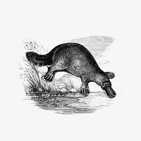 Duck-billed platypus from Adventures of a Gold-Digger (1856) published by <a href="https://www.rawpixel.com/search/John%20Sherer?sort=curated&amp;page=1">John Sherer</a>. Original from the British Library. Digitally enhanced by rawpixel.