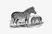 Zebra from Adventures in the Far Interior of South Africa; Including a Journey to Lake Ngami, and Ramblesin Honduras. to Which Is Appended a Short Treatise on the Best Mode of Skinning and Preserving Birds, Animals (1866) published by <a href="https://www.rawpixel.com/search/j%20leyland?sort=curated&amp;page=1">J Leyland</a>. Original from the British Library. Digitally enhanced by rawpixel.