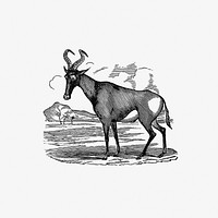 Hartebeest from Adventures in the far interior of South Africa; including a journey to Lake Ngami, and rambles in Honduras. To which is appended a short treatise on the best mode of skinning and preserving Birds, Animals (1866) published by <a href="https://www.rawpixel.com/search/j%20leyland?sort=curated&amp;page=1">J Leyland</a>. Original from the British Library. Digitally enhanced by rawpixel.