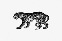 Drawing of a tiger