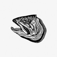 Drawing of a fish head