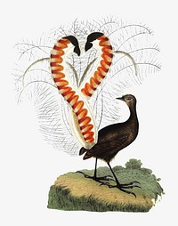 Lyrebird from An Account of the English Colony in New South Wales (1804) published by David Collins. Original from the British Library. Digitally enhanced by rawpixel.