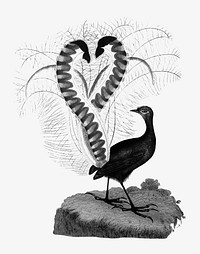 Lyrebird from An Account of the English Colony in New South Wales (1804) published by <a href="https://www.rawpixel.com/search/David%20Collins?sort=curated&amp;page=1">David Collins</a>. Original from the British Library. Digitally enhanced by rawpixel.