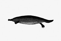 Duck-billed platypus from An Account of the English Colony in New South Wales (1804) published by <a href="https://www.rawpixel.com/search/David%20Collins?sort=curated&amp;page=1">David Collins</a>. Original from the British Library. Digitally enhanced by rawpixel.