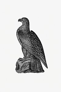 Washington eagle from A Book of the United States (1839) published by <a href="https://www.rawpixel.com/search/Grenville%20Mellen?sort=curated&amp;page=1">Grenville Mellen</a>. Original from the British Library. Digitally enhanced by rawpixel.