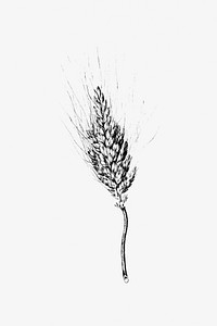 Drawing of a heshbon wheat