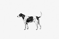 American Foxhound Life Foxhound (1848) | Free Photo Illustration - rawpixel