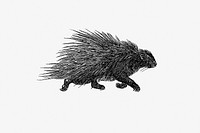 Hedgehog from Portuguese Expedition to Muatianvua Ethnographia and Traditional History of the People of Lunda... Edition Illustrated by H. Casanova (1890). Original from the British Library. Digitally enhanced by rawpixel.