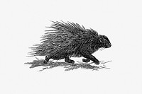 Drawing of a wild porcupine