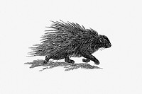 Hedgehog from Portuguese Expedition to Muatianvua Ethnographia and Traditional History of the People of Lunda... Edition Illustrated by H. Casanova (1890). Original from the British Library. Digitally enhanced by rawpixel.