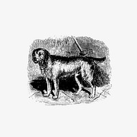 Drawing of a rustic dog
