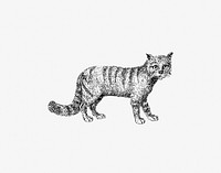 Cat published by <a href="https://www.rawpixel.com/search/William%20Blackwood%20%26%20Sons?sort=curated&amp;page=1">William Blackwood &amp; Sons</a> (1840). Original from the British Library. Digitally enhanced by rawpixel.