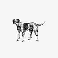 Pet dog published by <a href="https://www.rawpixel.com/search/William%20Blackwood%20%26%20Sons?sort=curated&amp;page=1">William Blackwood &amp; Sons</a> (1840). Original from the British Library. Digitally enhanced by rawpixel.