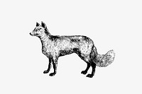 Drawing of a mountain fox