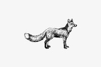 Cur fox published by <a href="https://www.rawpixel.com/search/William%20Blackwood%20%26%20Sons?sort=curated&amp;page=1">William Blackwood &amp; Sons</a> (1840). Original from the British Library. Digitally enhanced by rawpixel.
