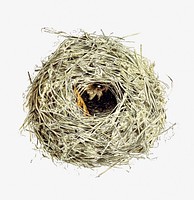 Drawing of a bird nest and eggs