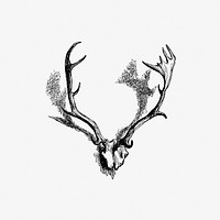 Deer skull with horns from Favourite English Poems And Poets published by <a href="https://www.rawpixel.com/search/Sampson%20Low%2C%20Son%2C%20%26%20Marston?sort=curated&amp;page=1">Sampson Low, Son, &amp; Marston</a> (1870). Original from the British Library. Digitally enhanced by rawpixel.