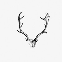 Drawing of deer horns
