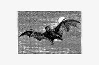 Drawing of a flying bat