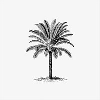 Tropical tree from Manual Of Geology, Treating Of The Principles Of The Science With Special Reference To American Geological History... Revised Edition published by <a href="https://www.rawpixel.com/search/Ivison%2C%20Blakeman%2C%20Taylor%20%26%20Co?sort=curated&amp;page=1">Ivison, Blakeman, Taylor &amp; Co</a>, (1880). Original from the British Library. Digitally enhanced by rawpixel.