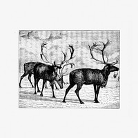Reindeers from Nimrod In The North, Or Hunting And Fishing Adventures In The Arctic Regions published by <a href="https://www.rawpixel.com/search/Cassell%20%26%20Co?sort=curated&amp;page=1">Cassell &amp; Co</a>. (1885). Original from the British Library. Digitally enhanced by rawpixel.