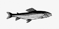 Drawing of a grayling fish