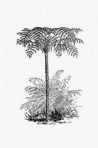 Reinforced Tree Fern from Our Knowledge Of The Earth. General Geography And Area Studies, Edited Under The Expert Assistance Of A. Kirchhoff (1886). Original from the British Library. Digitally enhanced by rawpixel.