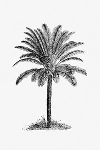 Drawing of a palm tree