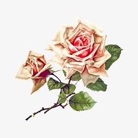 Rose from Songs of Love and Joy. Poems published by <a href="https://www.rawpixel.com/search/H.J%20Drane?sort=curated&amp;page=1">H.J Drane</a> (1888). Original from the British Library. Digitally enhanced by rawpixel.