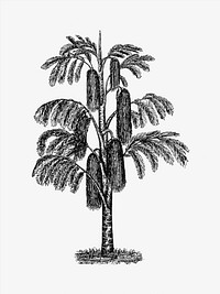 Drawing of a tropical tree