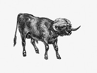Bull from Portuguese Expedition To Muatianvua. Ethnographie And Traditional History Of The People Of The Lunda ... edited by <a href="https://www.rawpixel.com/search/H.%20Casanova?sort=curated&amp;page=1">H. Casanova</a> (1890). Original from the British Library. Digitally enhanced by rawpixel.