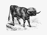 Bull from Portuguese Expedition To Muatianvua. Ethnographie And Traditional History Of The People Of The Lunda ... edited by <a href="https://www.rawpixel.com/search/H.%20Casanova?sort=curated&amp;page=1">H. Casanova</a> (1890). Original from the British Library. Digitally enhanced by rawpixel.