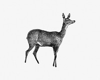 Drawing of a fawn deer