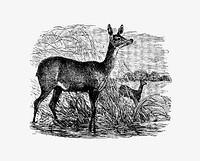 Doe deer from Great African Travellers, From Bruce And Mungo Park To Livingstone And Stanley... With.. Illustrations published by <a href="https://www.rawpixel.com/search/G.%20Routledge%20%26%20Sons?sort=curated&amp;page=1">G. Routledge &amp; Sons</a> (1890). Original from the British Library. Digitally enhanced by rawpixel.
