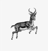 Drawing of a vintage reedbuck