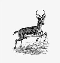 Buck deer from Portuguese Expedition To Muatianvua. Ethnographie And Traditional History Of The People Of The Lunda ... edited by <a href="https://www.rawpixel.com/search/H.%20Casanova?sort=curated&amp;page=1">H. Casanova</a> (1890). Original from the British Library. Digitally enhanced by rawpixel.