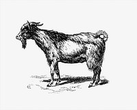 Goat from Portuguese Expedition To Muatianvua. Ethnographie And Traditional History Of The People Of The Lunda ... edited by <a href="https://www.rawpixel.com/search/H.%20Casanova?sort=curated&amp;page=1">H. Casanova</a> (1890). Original from the British Library. Digitally enhanced by rawpixel.