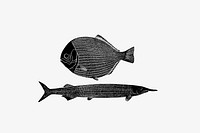 Drawing of fishes