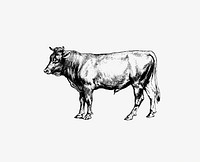 Cow from The Austro-Hungarian Monarchy In Speech And Image (1885). Original from the British Library. Digitally enhanced by rawpixel.