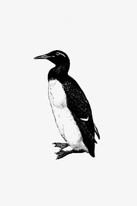 Vintage Victorian style penguin engraving.Original from the British Library. Digitally enhanced by rawpixel.