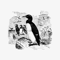 Vintage Victorian style penguin engraving