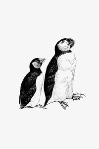 Vintage Victorian style penguins engraving. Original from the British Library. Digitally enhanced by rawpixel.